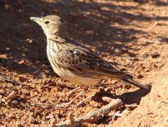 Galerida magnirostris sedentaria