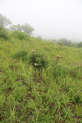 Syneilesis aconitifolia