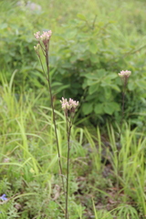 Syneilesis aconitifolia
