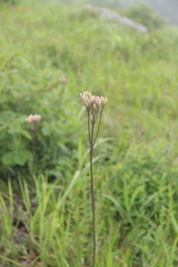 Syneilesis aconitifolia