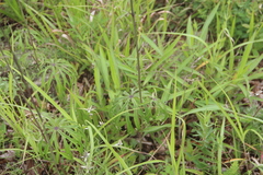 Syneilesis aconitifolia