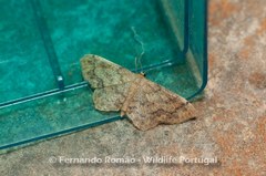 Idaea subsaturata