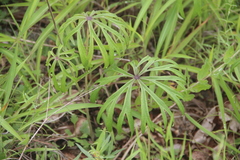 Syneilesis aconitifolia