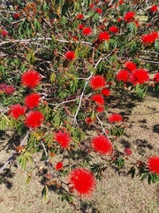Calliandra