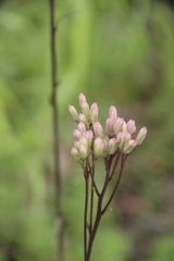Syneilesis aconitifolia
