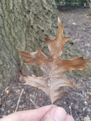 Quercus