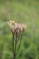 Syneilesis aconitifolia