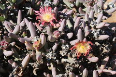Malephora purpureocrocea