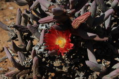 Malephora purpureocrocea