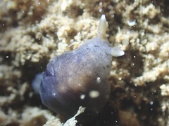 Dendrodoris nigra