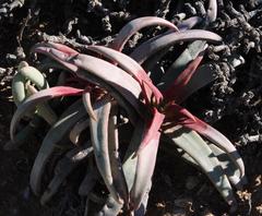 Crassula fusca