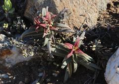 Crassula fusca