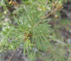 Indigofera verrucosa