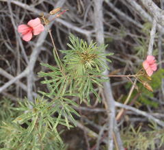 Indigofera verrucosa