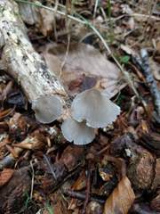 Mycena arcangeliana