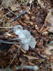 Mycena arcangeliana