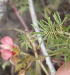Indigofera verrucosa