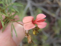 Indigofera verrucosa