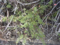 Indigofera verrucosa