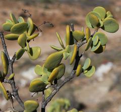 Tetraena prismatocarpa