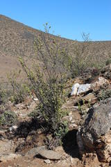 Tetraena prismatocarpa