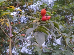 Rosa canina