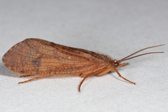 Ptilostomis ocellifera