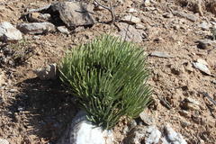 Tylecodon wallichii ecklonianus