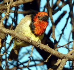 Lybius torquatus torquatus