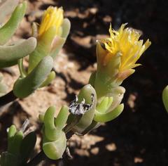Mitrophyllum