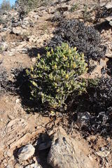 Mitrophyllum