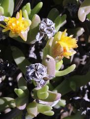 Mitrophyllum