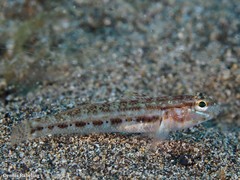 Gobius gasteveni