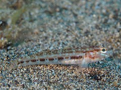 Gobius gasteveni
