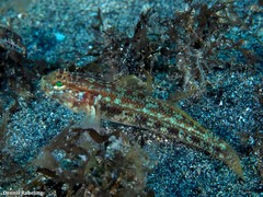 Gobius gasteveni