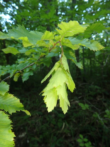 Eastern Hornbeam