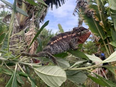 Furcifer verrucosus