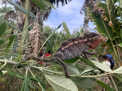 Furcifer verrucosus