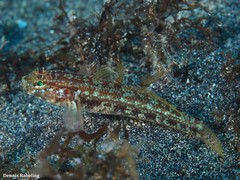 Gobius gasteveni