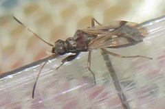 Pseudopachybrachius