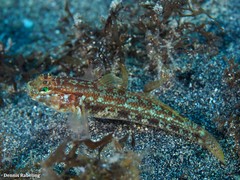 Gobius gasteveni