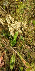 Achillea nobilis