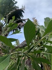 Furcifer verrucosus