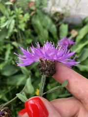 Centaurea jacea