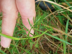 Kadenia dubia