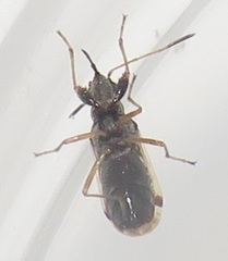 Pseudopachybrachius
