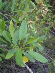Heteromorpha arborescens arborescens