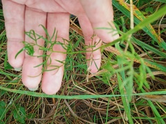 Kadenia dubia