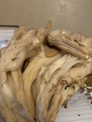 Lentinellus cochleatus