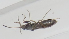 Pseudopachybrachius